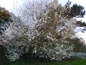 MORE blossom (springtime anyone?)